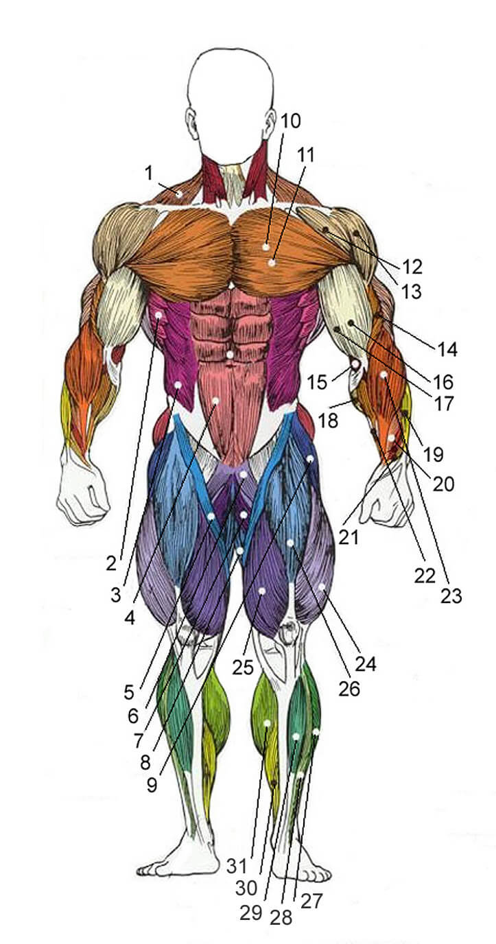 Строение мышц мужчины, вид спереди
