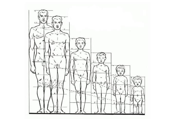 Размеры и пропорции тела