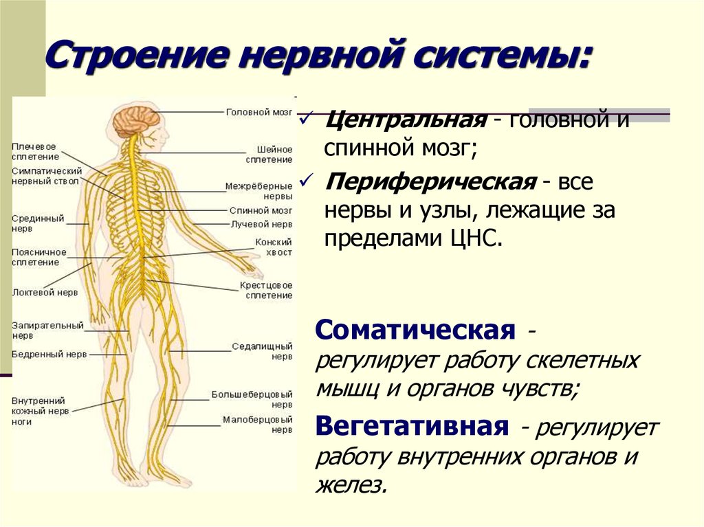 Строение нервной системы человека